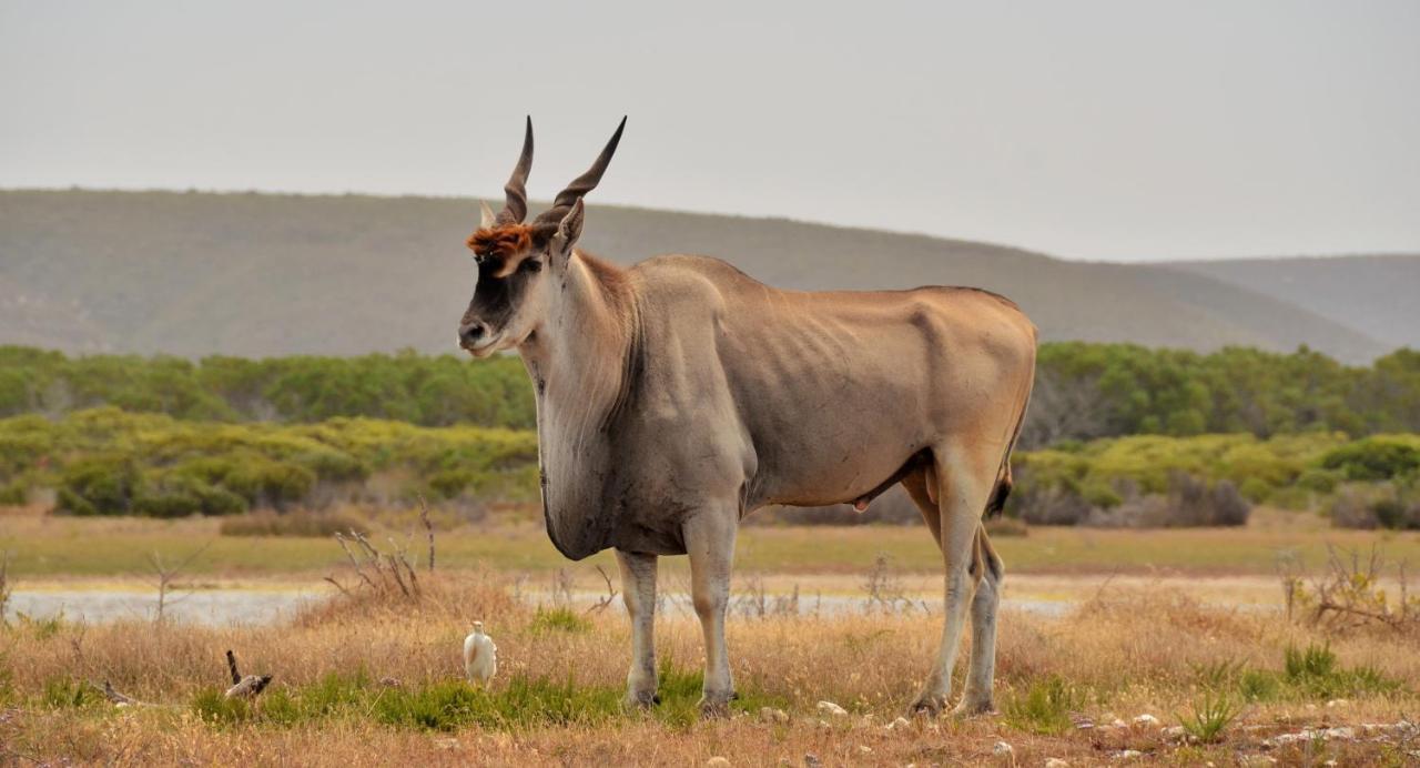 De Hoop Collection - Equipped Cottages De Hoop Nature Reserve Экстерьер фото