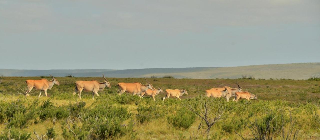 De Hoop Collection - Equipped Cottages De Hoop Nature Reserve Экстерьер фото