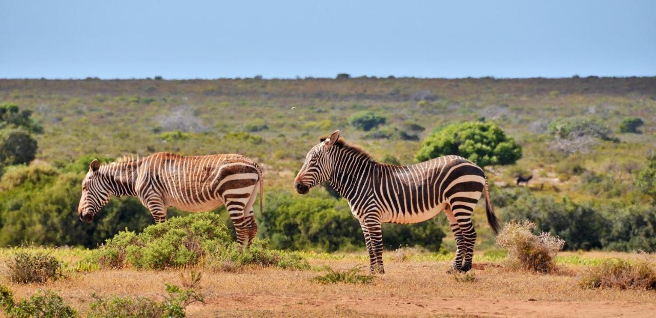 De Hoop Collection - Equipped Cottages De Hoop Nature Reserve Экстерьер фото
